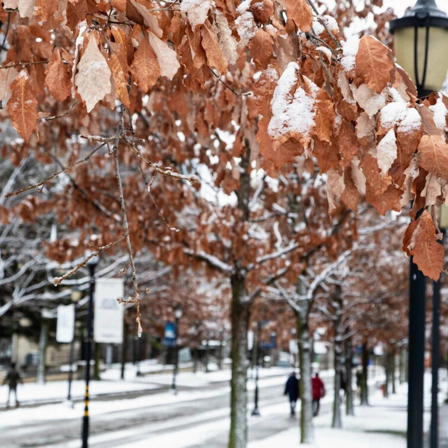 U of T campus in winter